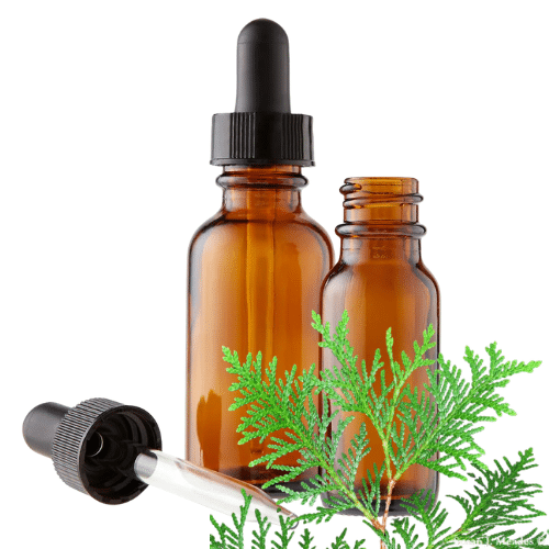 Thuja (Thuja occidentalis) Herbal Tincture